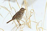 Song Sparrow